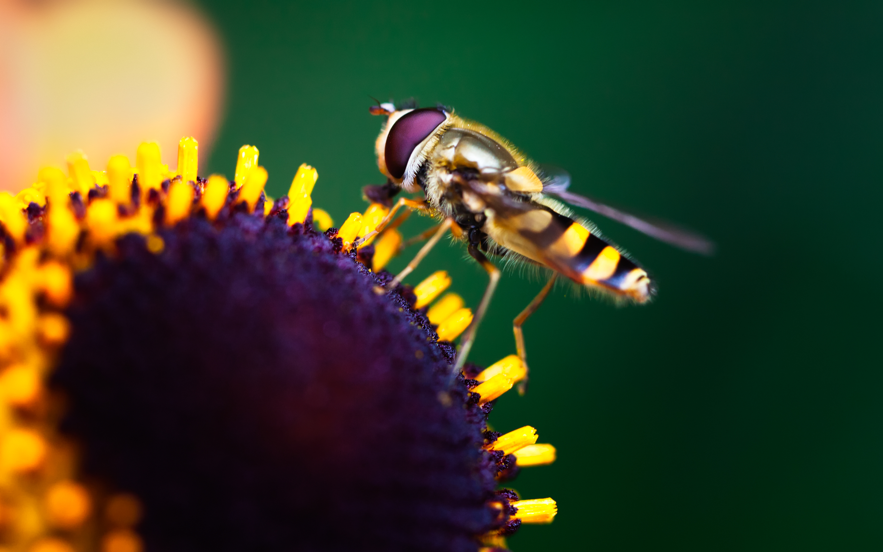 Hoverfly Pollination9943518884